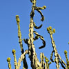 Balboa Park Cactus Garden November 2011