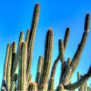 Balboa Park Cactus Garden November 2012