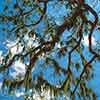 Tree in Bonaventure Cemetery