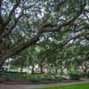 Savannah, Chatham Square photo, June 2013