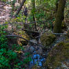 Armstrong Redwoods State Natural Reserve photo, July 2013